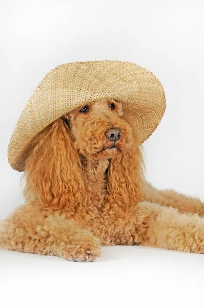 Large Poodle Apricot Male Lying Has Straw Hat Straw Hat — Stock Photo, Image