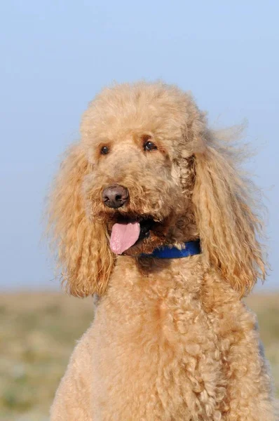 Grande Poodle Damasco Masculino Retrato — Fotografia de Stock