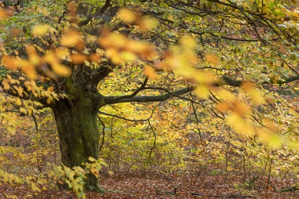 Faia Fagus Selva Sababurg Outono Reinhardswald Hofgeismar Hesse Norte Alemanha — Fotografia de Stock