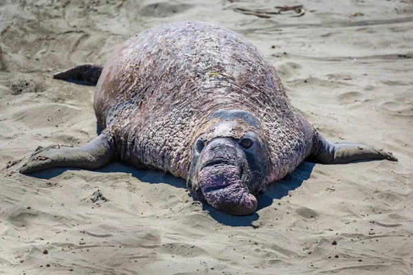 北美加利福尼亚州圣西门附近的沙地上有一只老北方象海豹 Mirounga Angustirostris — 图库照片