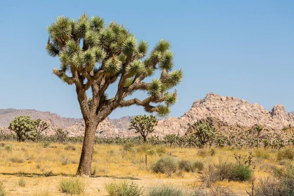 Joshua Tree Yucca Brevifolia Holá Skalnatá Krajina Národní Park Kalifornie — Stock fotografie