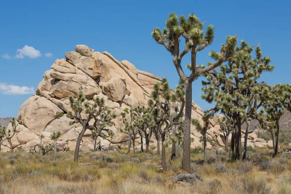 Joshua Tree Yucca Brevifolia Devant Des Rochers Stériles Parc National — Photo