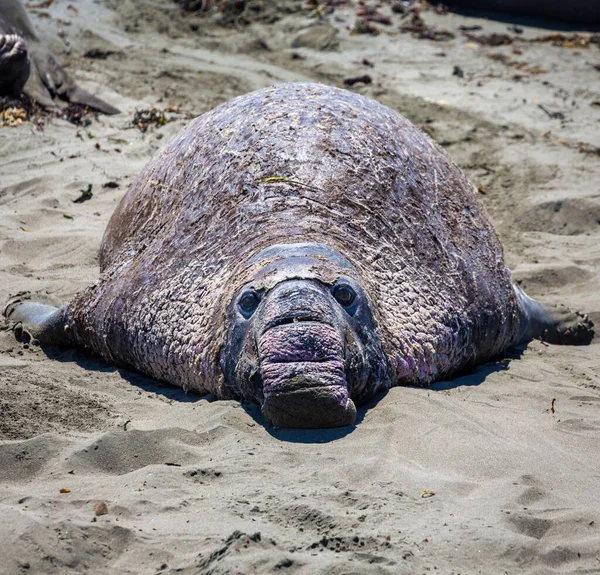 Old Northern Elephant Seal Mirunga Angustirostris Βρίσκεται Στην Άμμο Κοντά — Φωτογραφία Αρχείου