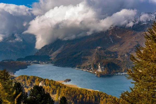 Herbstlärchen Mit Silser See Sils Oberengadin Schweiz Europa — Stockfoto