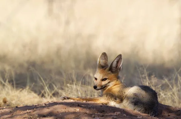 Cape Fox Vulpes Chama Resting Its Burrow Kalahari Desert Kgalagadi — Foto de Stock