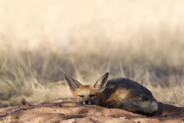 Cape Fox Vulpes Chama Resting Its Burrow Kalahari Desert Kgalagadi — Foto de Stock