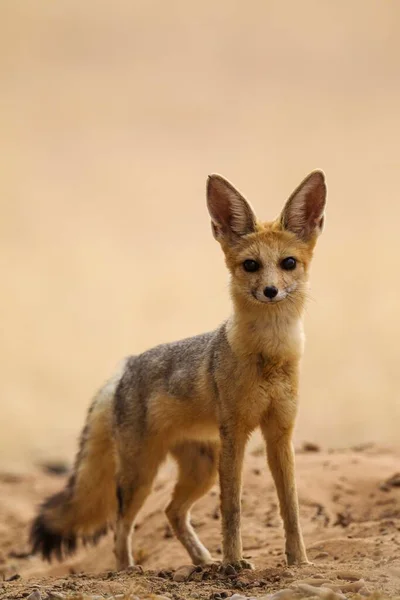 Cape Fox Vulpes Chama Alerta Madriguera Desierto Kalahari Parque Transfronterizo — Foto de Stock