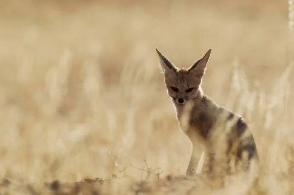 Cape Fox Vulpes Chama Kalahari Desert Kgalagadi Transfrontier Park South — Stock Photo, Image