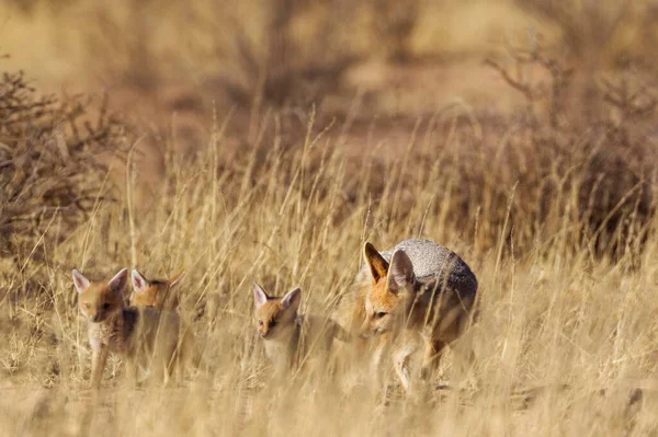 Cape Fox Vulpes Chama Adulto Con Tre Cuccioli Erba Alta — Foto Stock