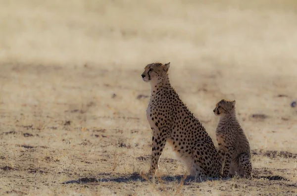 Gepard Acinonyx Jubatus Weibchen Mit Jungtier Kalahari Wüste Kgalagadi Transfrontier — Stockfoto
