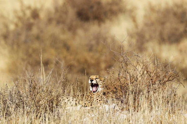 Cheetah Acinonyx Jubatus Hembra Bostezante Escondida Entre Arbustos Desierto Kalahari — Foto de Stock