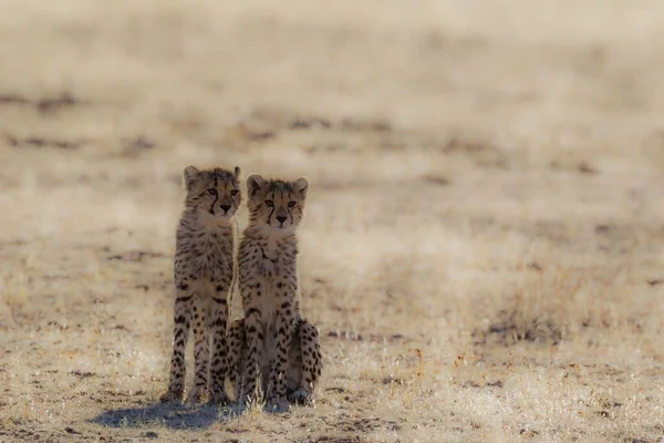 Cheetah Acinonyx Jubatus Two Cubs Kalahari Desert Kgalagadi Transborder Park — 图库照片