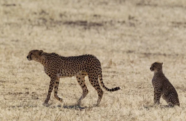Cheetah Acinonyx Jubatus Fena Mládětem Kalahari Desert Kgalagadi Transfrontier Park — Stock fotografie