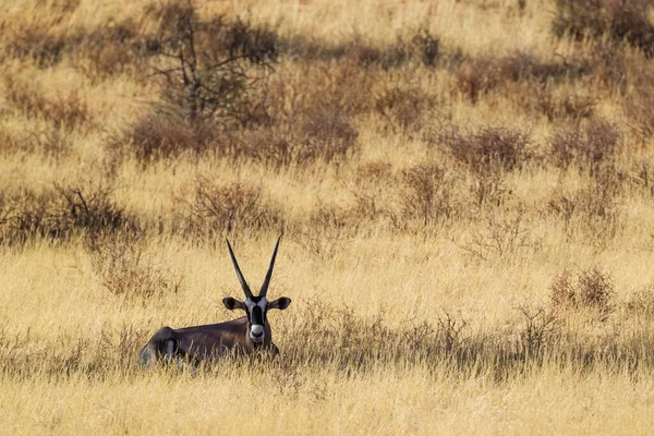 Gemsbok Oryx Gazella Macho Descansando Sombra Uma Árvore Deserto Kalahari — Fotografia de Stock