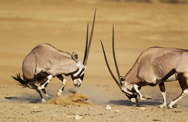 Gemsboks Oryx Gazella Fighting Women Kalahari Desert Kgalagadi Transfrontier Park — стокове фото