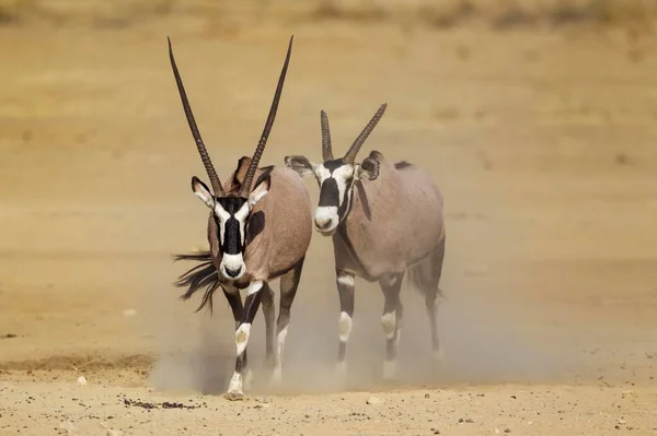 Gemsboks Oryx Gazella Samiec Kalekimi Rogami Podąża Samicą Pustynia Kalahari — Zdjęcie stockowe