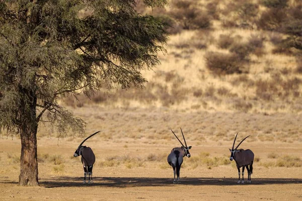 Gemsboks Oryx Gazella Odpoczywający Cieniu Drzewa Wielbłądziego Acacia Erioloba Pustynia — Zdjęcie stockowe