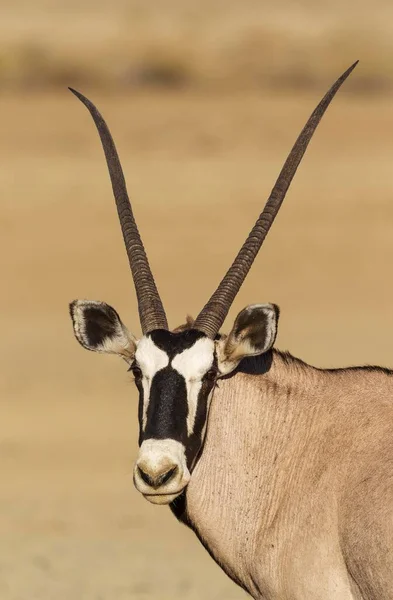 Gemsbok Oryx Gazella Feminino Retrato Deserto Kalahari Parque Transfronteiriço Kgalagadi — Fotografia de Stock