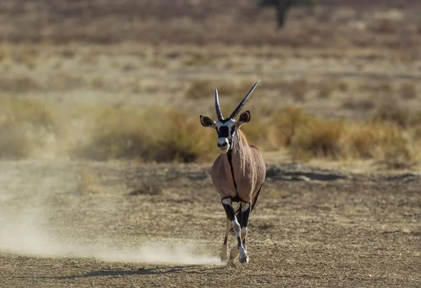 Gemsbok Oryx Gazella Maschio Dominante Che Corre Cercando Impressionare Intimidire — Foto Stock