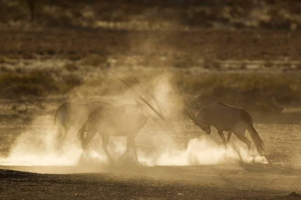 Gemsboks Oryx Gazella Nervoso Levantando Muita Poeira Início Manhã Deserto — Fotografia de Stock