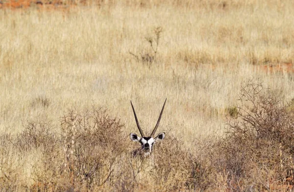 Gemsbok Oryx Gazella Ruhendes Männchen Versteckt Büschen Kalahari Wüste Kgalagadi — Stockfoto
