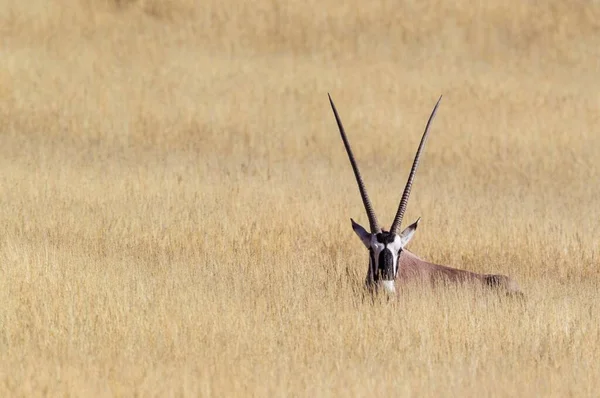 Gemsbok Oryx Gazella Femelle Repos Dans Herbe Sèche Désert Kalahari — Photo