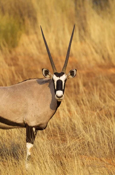 Gemsbok Oryx Gazella Muž Portrét Poušť Kalahari Přeshraniční Park Kgalagadi — Stock fotografie