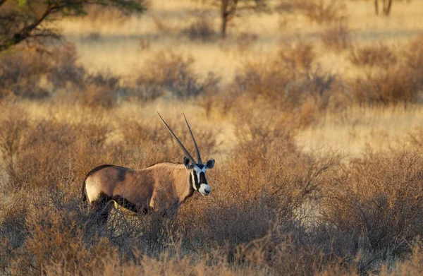 Gemsbok Oryx Gazella Bushland Kalahari Desert Kgalagadi Transborder Park Sudafrica — Foto Stock