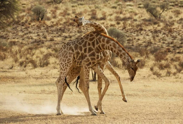 南部キリン Giraffa Giraffa Giraffa 乾燥したオーブ川の河川敷でオスと戦う カラハリ砂漠 カラガディ国境公園 南アフリカ アフリカ — ストック写真
