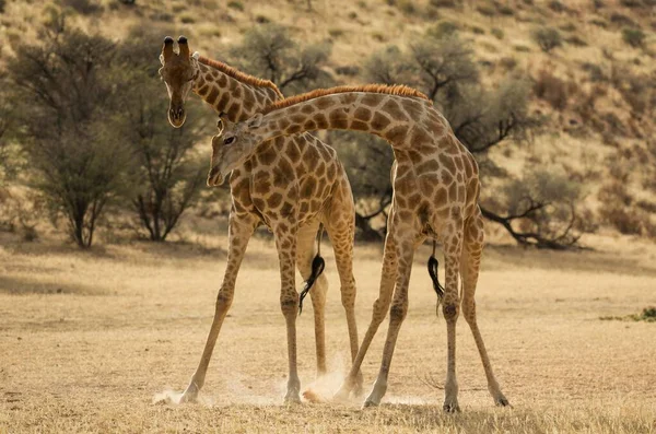 Southern Giraffe Giraffa Giraffa Giraffa Бореться Самцями Сухому Руслі Річки — стокове фото