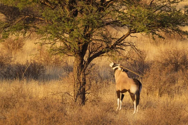 Gemsbok Oryx Gazella Nourrissant Des Feuilles Camélia Acacia Erioloba Désert — Photo