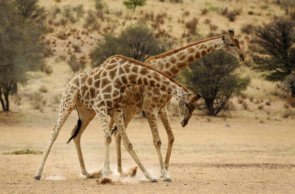 Żyrafa Południowa Żyrafa Żyrafowa Samce Walczące Suchym Korycie Rzeki Auob — Zdjęcie stockowe