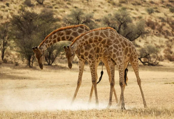Südliche Giraffe Giraffa Giraffa Giraffa Giraffa Kämpfende Männchen Trockenen Auob — Stockfoto