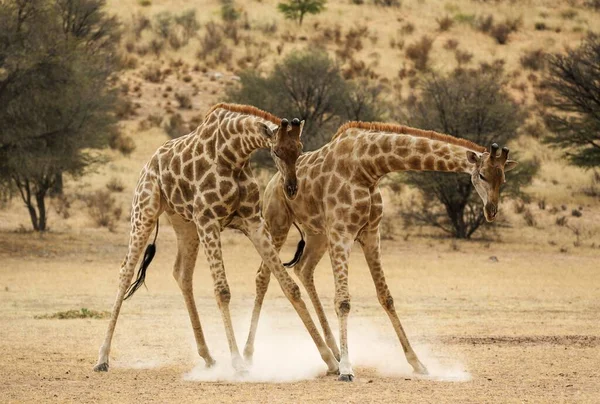 Güney Zürafa Giraffa Zürafa Zürafa Auob Nehir Yatağında Kalahari Çölü — Stok fotoğraf