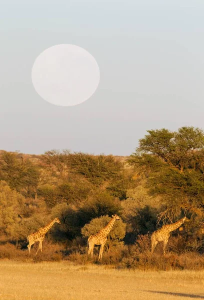 Południowe Żyrafy Żyrafa Żyrafa Żywiące Się Suchym Korycie Rzeki Auob — Zdjęcie stockowe