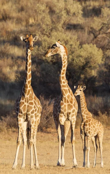Südliche Giraffen Giraffa Giraffa Zwei Weibchen Mit Jungen Kalahari Wüste — Stockfoto