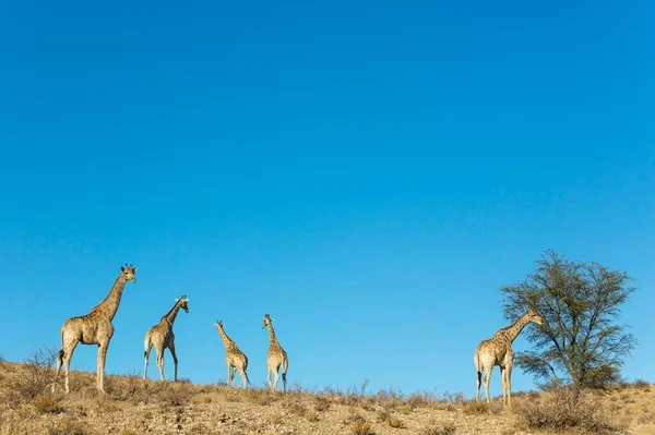 Южные Жирафы Жирафы Жирафы Странствующее Стадо Пустыня Калахари Трансграничный Парк — стоковое фото