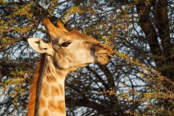 Girafe Australe Giraffa Giraffa Mâle Portrait Nourrissant Des Feuilles Camélia — Photo