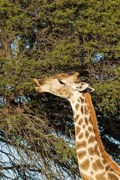 Girafa Sul Girafa Girafa Fêmea Alimentando Das Folhas Uma Árvore — Fotografia de Stock