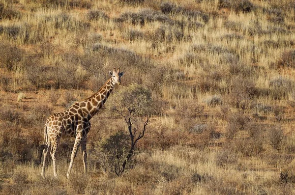 Νότια Καμηλοπάρδαλη Καμηλοπάρδαλη Giraffa Αρσενικό Χορτολιβαδική Αμμόλοφο Έρημος Kalahari Διασυνοριακό — Φωτογραφία Αρχείου