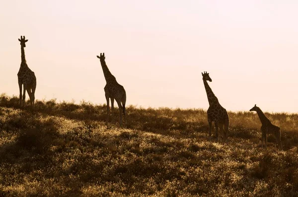 Girafas Sul Girafa Girafa Pequeno Rebanho Com Jovens Início Manhã — Fotografia de Stock