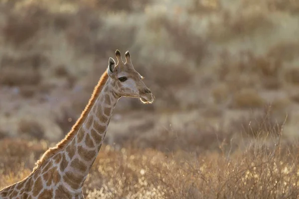 Girafa Sul Girafa Girafa Fêmea Deserto Kalahari Parque Transfronteiriço Kgalagadi — Fotografia de Stock