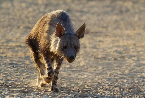 Hiena Parda Hyaena Brunnea Caminando Desierto Kalahari Kgalagadi Transfrontier Park — Foto de Stock