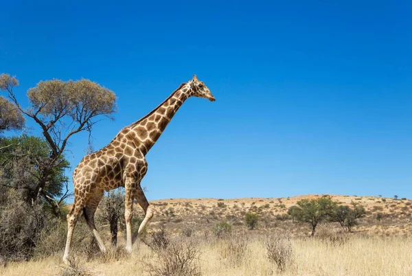 Girafa Sul Girafa Girafa Homem Envelhecido Deserto Kalahari Parque Transfronteiriço — Fotografia de Stock