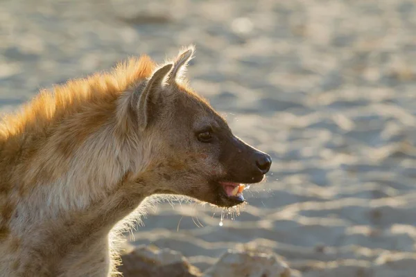 Hyaena Manchado Crocuta Crocuta Abrevadero Retrato Desierto Kalahari Parque Transfronterizo — Foto de Stock