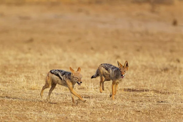 Schwarzrückenschakale Canis Mesomelas Verspielt Kalahari Wüste Kgalagadi Transfrontier Park Südafrika — Stockfoto