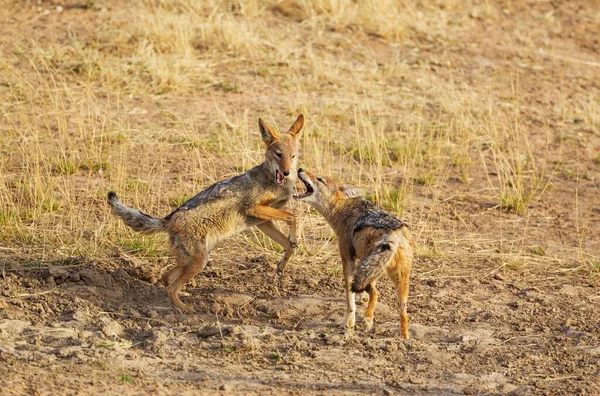 Chacales Con Respaldo Negro Canis Mesomelas Juguetón Desierto Kalahari Kgalagadi — Foto de Stock