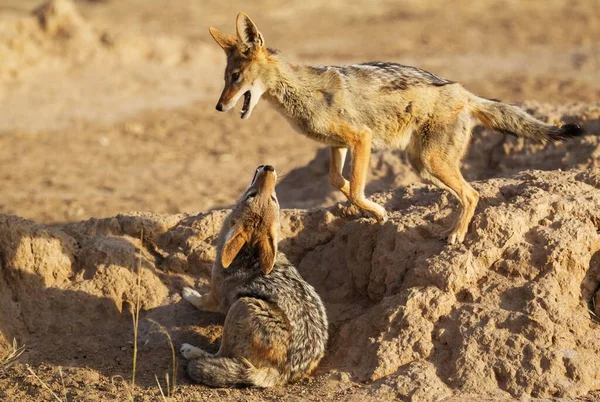 Τσακάλια Μαύρη Υποστήριξη Canis Mesomelas Παιχνιδιάρικα Έρημος Kalahari Διασυνοριακό Πάρκο — Φωτογραφία Αρχείου