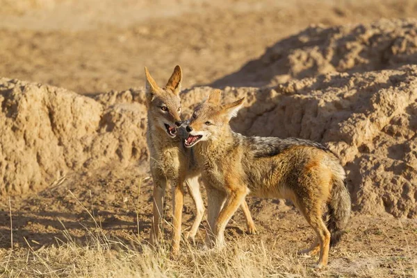 Sciacalli Neri Canis Mesomelas Giocherelloni Kalahari Desert Kgalagadi Transborder Park — Foto Stock
