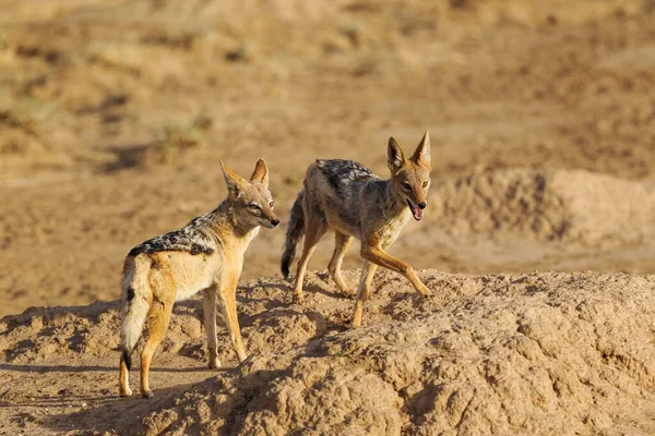 Chacales Con Respaldo Negro Canis Mesomelas Desierto Kalahari Kgalagadi Transfrontier — Foto de Stock